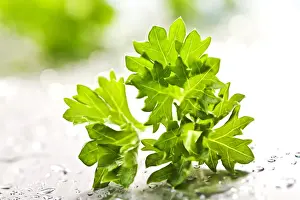 Aromatic Herbs Drucke: Parsley