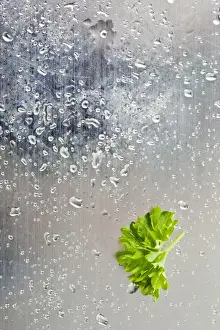 Aromatic Herbs Drucke: Parsley