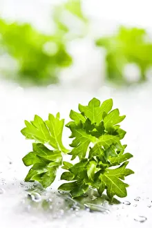 Studio Shot Of Herbs Drucke: Parsley