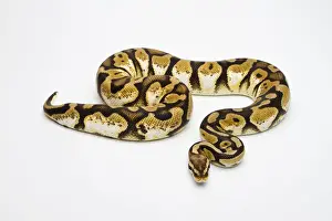 Drucke von Regenbogen-Kaliko-Python oder Pyton-royalis, weiblich Python Drucke: Regenbogen-Kaliko-Python oder Pyton-royalis, weiblich