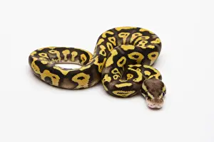 Kugelpython Drucke: Rötlicher Riesenpython oder Pastellphantasypython, männlich