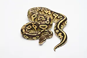 Drucke von Weißer Bauch-Pastell-Phantom-Rotython oder Königsschlangenpython, weiblich Python Drucke: Weißer Rumpf-Pastell-Phantom-Rot-Bauch-Natterton oder Königsnattern, weiblich