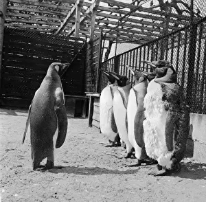 Square Format Black And White Photography Drucke: Penguins On Parade