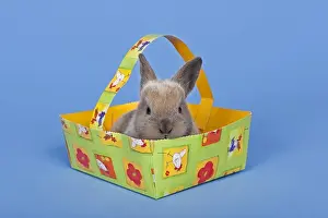 Easter Tradition Images Drucke: Pet rabbit in an Easter basket
