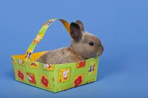 Cute Bunny Photos Drucke: Pet rabbit in an Easter baskets