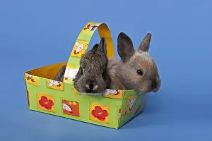 Cute Baby Rabbits Drucke: Two pet rabbits in an Easter basket