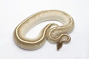 Kugelpython Drucke: Phantomsahar-Het-Ghost-Ball-Python oder Königspython, weiblich