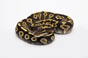 Ball Python Female Drucke: Phantom Yellow Belly Ball Python or Royal Python -Python regius-, female