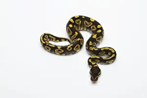 Drucke von Royal Pyton (Männchen) oder Phantom Gelbbauchpython, Phython regius Python Drucke: Roter Bauch-Python oder Phantom-Gelbbauch-Python, männlich