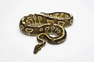 Constrictor Snakes Drucke: Phantom Yellow Belly Ball Python or Royal Python -Python regius-, female