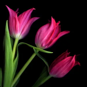 Drucke von Rote Tulpen mit schwarzer Hintergrund Zeitgenössische Kunst Drucke: Rote Tulpen