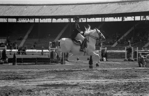 Black And White Horses Drucke: Ancient Chivalry