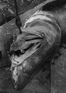 Vintage Animal Images Drucke: Basking Shark
