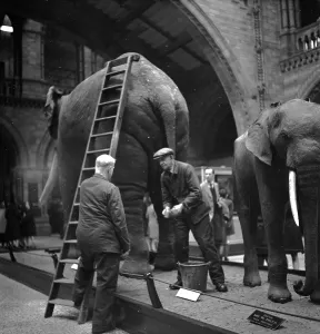 Black And White Elephant Photos Drucke: Bath Night