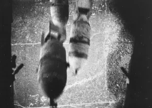 Black And White WW2 Photos Drucke: Bombs On Release