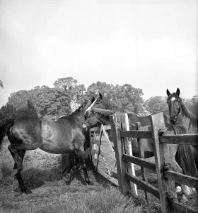Classic Horse Racing Images Drucke: Brown Jack