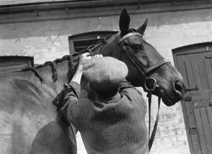 Horse Racing Champion Drucke: Brown Jack