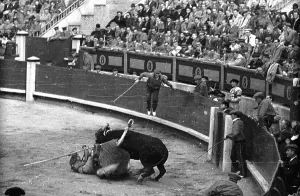 Bullfighting Spain Drucke: A Bull Attacks