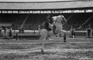 Black And White Horses Drucke: The Capriole