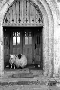 Drucke von Sechster August 1955: Schafe hügeln in der Tür des Abbeys auf dem kleinen Inseln von Iona, berühmt für seine Verbindung mit St Glasgow Drucke: Kirchschaf