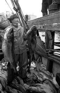 Traditional Fishing Methods Drucke: Codfish Haul