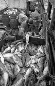 Traditional Fishing Methods Drucke: Codfish Sorting