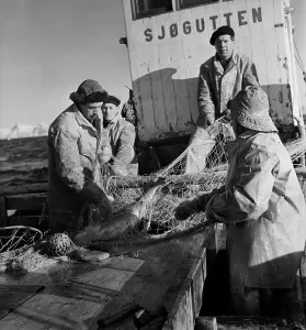 Vintage Boat Photography Drucke: Codfish Trawling