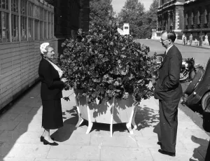 British Flowers Drucke: Constance Spry