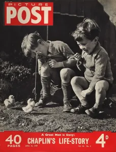 Colour Portrait Photography Drucke: Easter Chicks