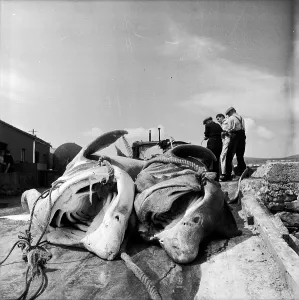 Irish Coastline Photography Drucke: Dead In Dock