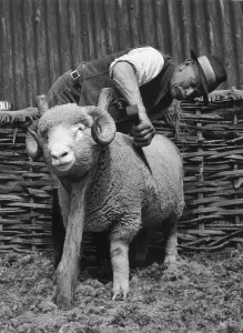 Farm Animal Pictures Drucke: Dorset Ram