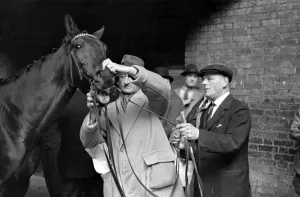 Black And White Horse Photos Drucke: Checking Teeth