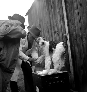 European Animal Photography Drucke: Final Pamper