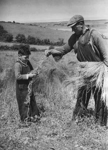 European Agriculture History Drucke: Flax Pulling