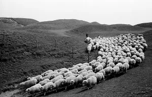 Farm Animal Photography UK Drucke: Flocking Home
