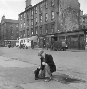 Black And White Cat Photos Drucke: Glaswegian Affection