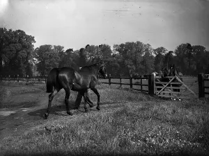 Equestrian Sport Images Drucke: Out To Grass