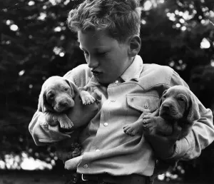 Cute Puppy Photos Drucke: Grey Ghost