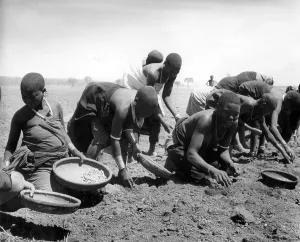 African Agriculture Drucke: Groundnuts