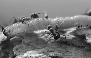Wildlife Photography Black And White Drucke: Killing A Worm