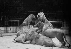 Black And White Circus Images Drucke: King Of Beasts