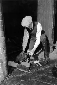 Horse Racing Trainer Drucke: Muzzle Cleaning