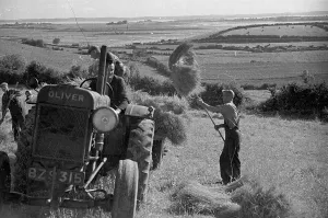 Northern Ireland Landscape Photography Drucke: Loading Flax