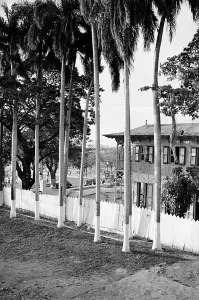 Caribbean Island Landscape Drucke: Painted Trunks