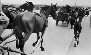 Black And White WW2 Photos Drucke: Refugees Return