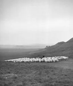 Vintage Farm Photography Drucke: Shepherd With Flock