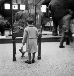 Natural History Museum London Drucke: They re More My Size