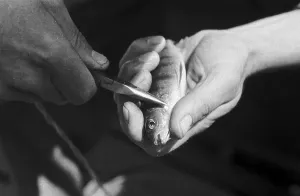 Landscape Photography UK Drucke: Tagging Fish