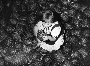Black And White Landscapes Drucke: Tortoise Not Turtle