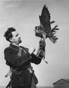 England Photography Drucke: Trained Falcon